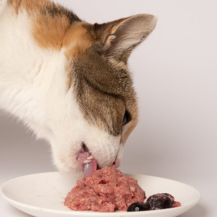 BARF Gato