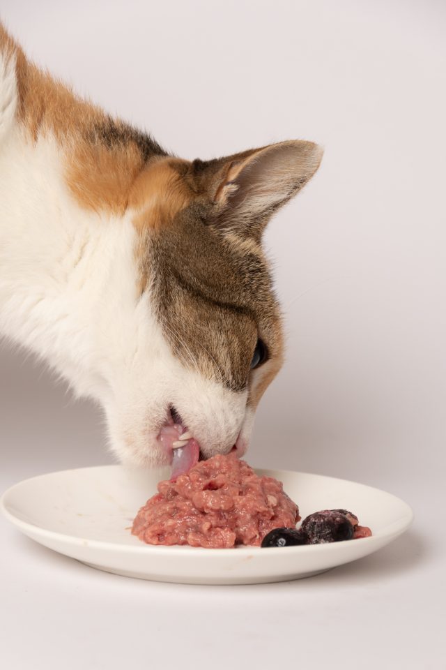 BARF Gato